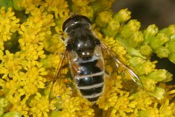 Kleine Keilfleckschwebfliege