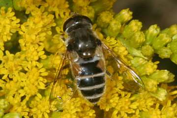 Kleine Keilfleckschwebfliege