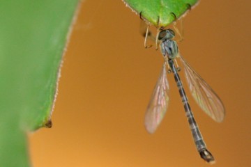 Klöppel-Schlankfliege