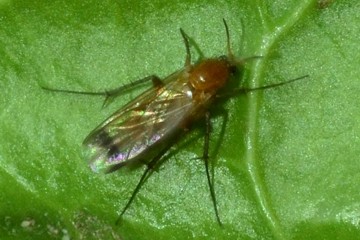 Leia fascipennis