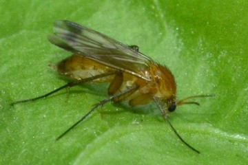 Leia fascipennis