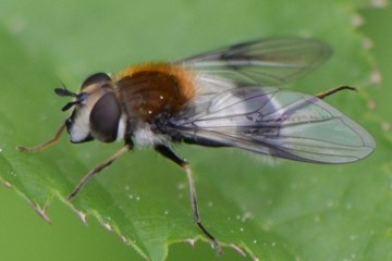 Leucozona lucorum