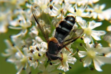 Leucozona glaucia