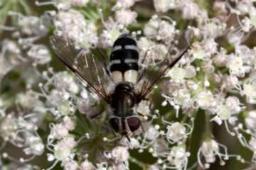 Leucozona laternaria