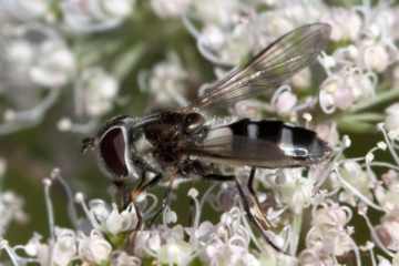 Leucozona laternaria