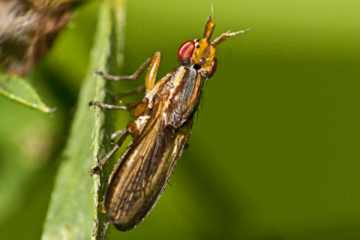 Limnia unguicornis