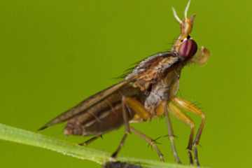 Limnia unguicornis