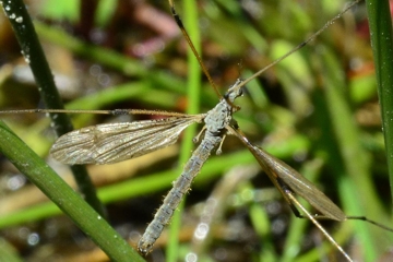 Limnophila pictipennis