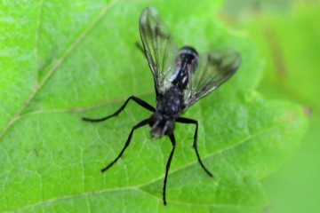 Lophosia fasciata