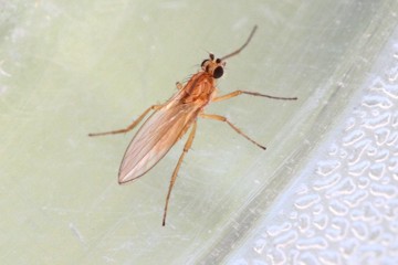 Lonchoptera bifurcata