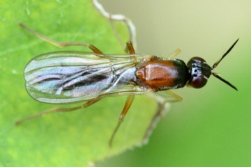 Loxocera aristata