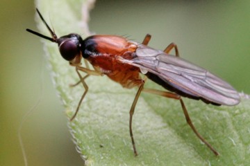 Loxocera albiseta