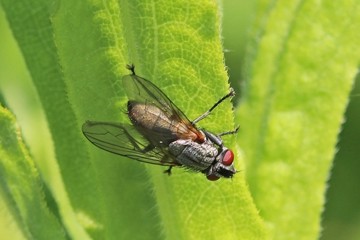 Macronychia griseola