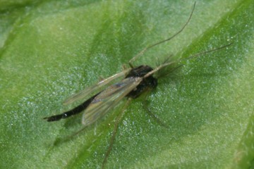 Macropelopia nebulosa