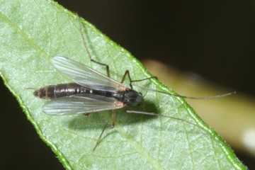 Macropelopia nebulosa