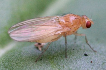 Meiosimyza decipiens