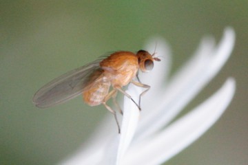 Meiosimyza illota