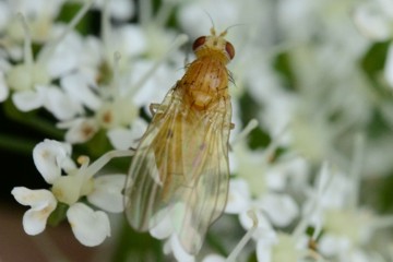 Meiosimyza platycephala