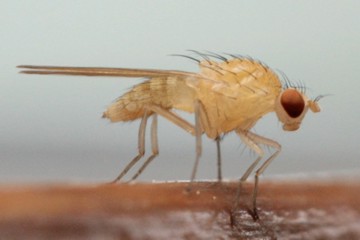 Meiosimyza rorida