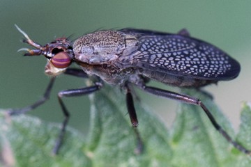 Melierte Schneckenfliege