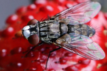 Metopia argyrocephala