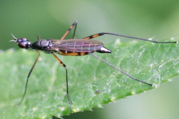 Micropeza corrigiolata