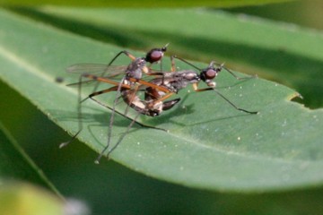 Micropeza corrigiolata