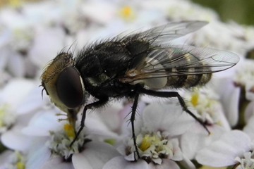 Miltogramma germari