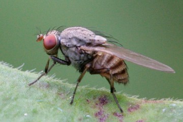 Minettia fasciata