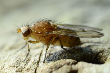 Minettia inusta