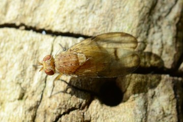 Minettia inusta