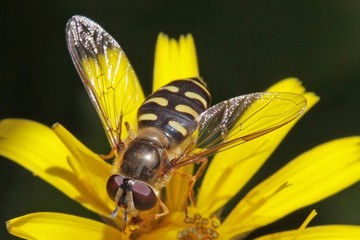 Mondfleckschwebfliege