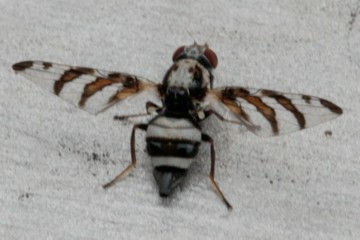 Myennis octopunctata