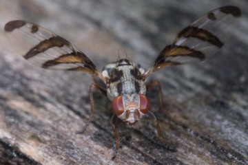 Myennis octopunctata