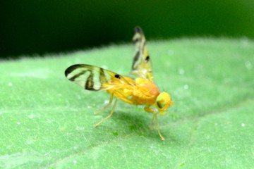 Myoleja lucida