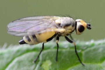 Napomyza elegans