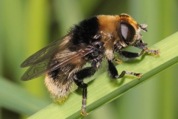 Narzissenschwebfliege