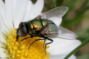 Neomyia cornicina