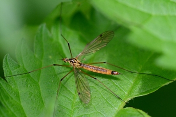 Nephrotoma cornicina