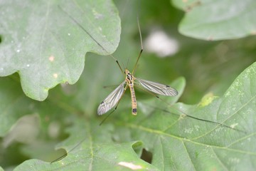 Nephrotoma guestfalica