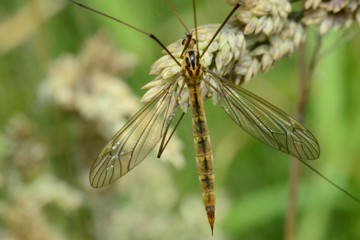 Nephrotoma scurra