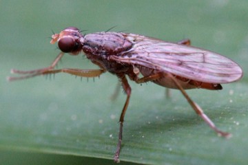 Norellia spinipes