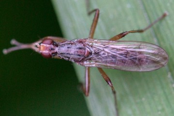 Norellia spinipes