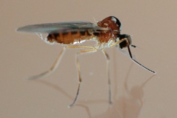 Ocydromia glabricula