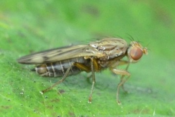 Opomyza germinationis