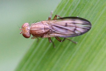 Opomyza germinationis