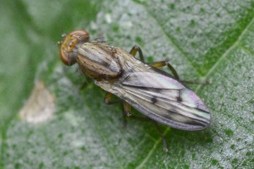 Opomyza petrei