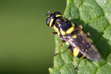 Oxycera rara