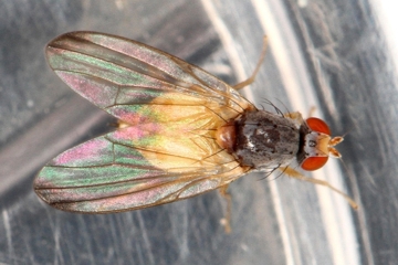 Palloptera ustulata