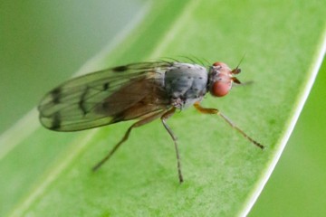 Palloptera scutellata